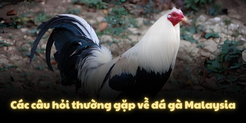 Các câu hỏi thường gặp về đá gà Malaysia